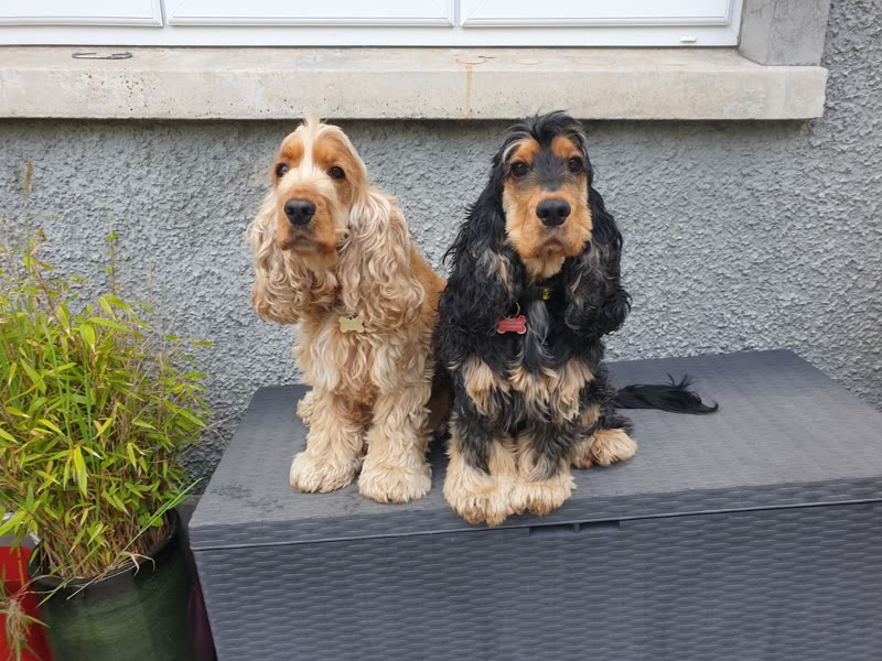 Two freshly groomed cocker spaniels sitting outside on a garden box, a potted shrub at the left