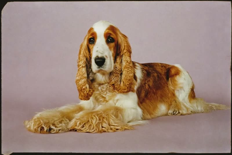 A groomed spaniel resting with a freshly trimmed coat