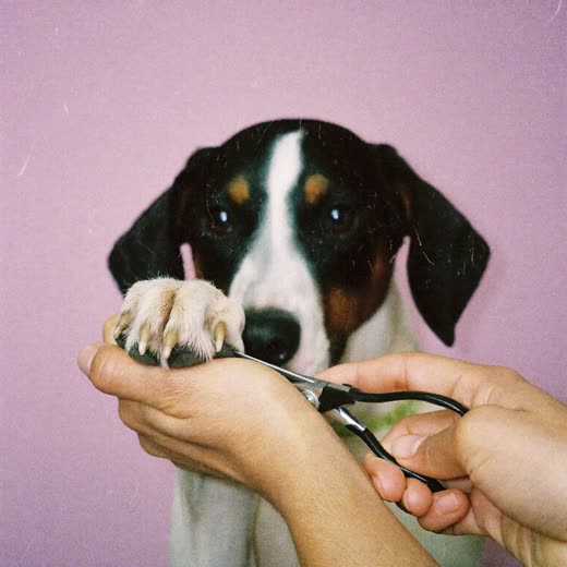 A dog's nails being clipped