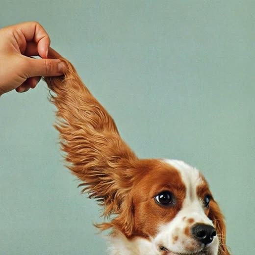 A small dog being blow-dried after a bath